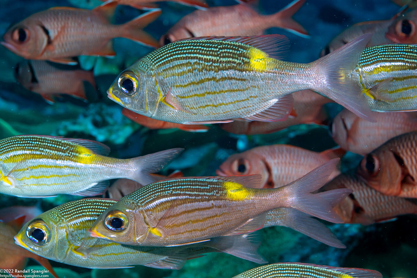 Gnathodentex aureolineatus (Striped Large-Eye Bream)