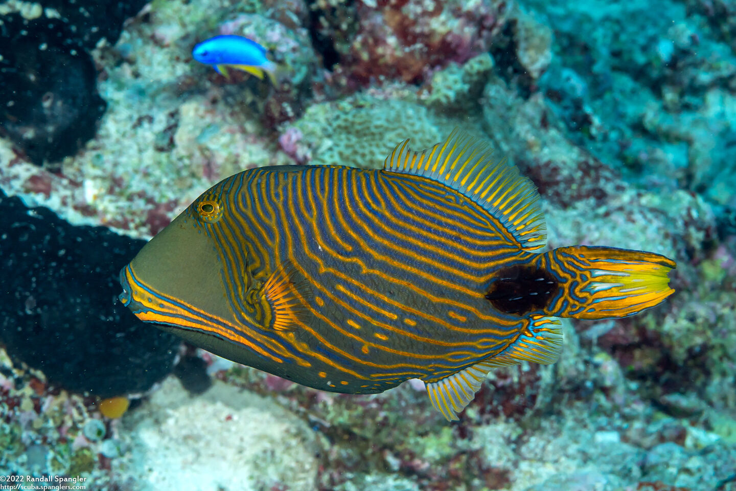 Balistapus undulatus (Orange-Lined Triggerfish)