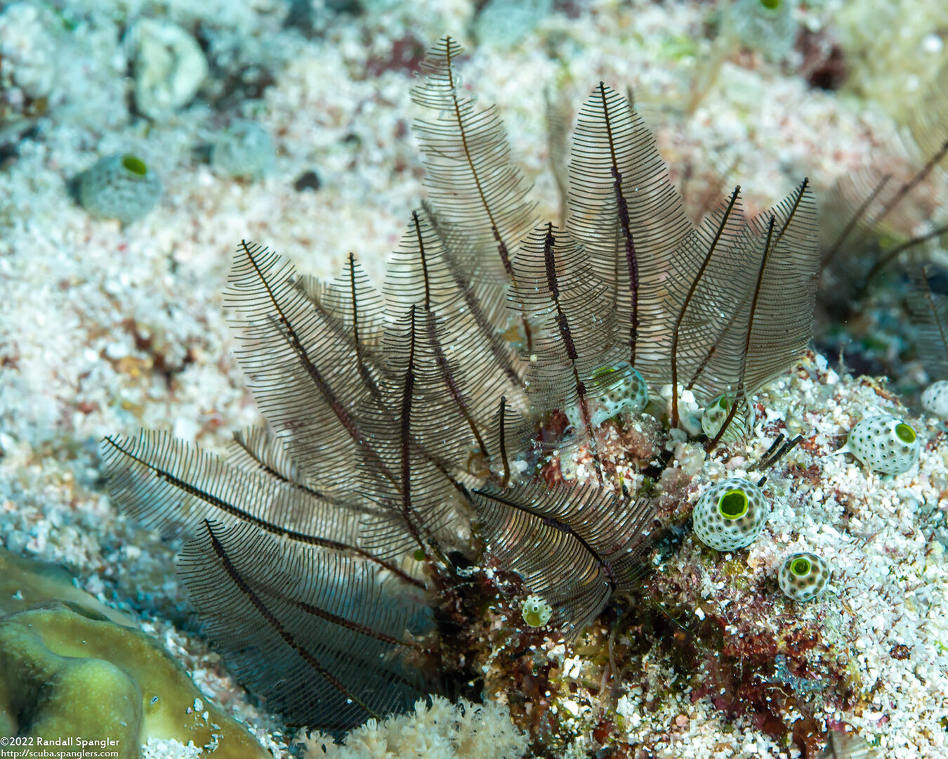 Gymnangium hians (Feather Hydroid)