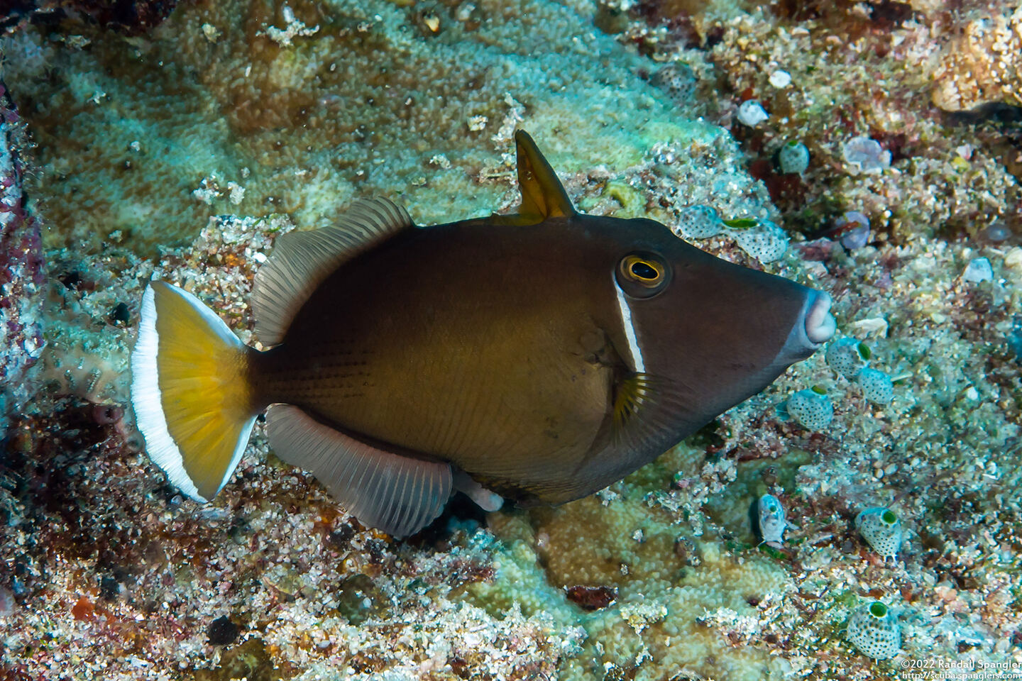 Sufflamen chrysopterum (Flagtail Triggerfish)