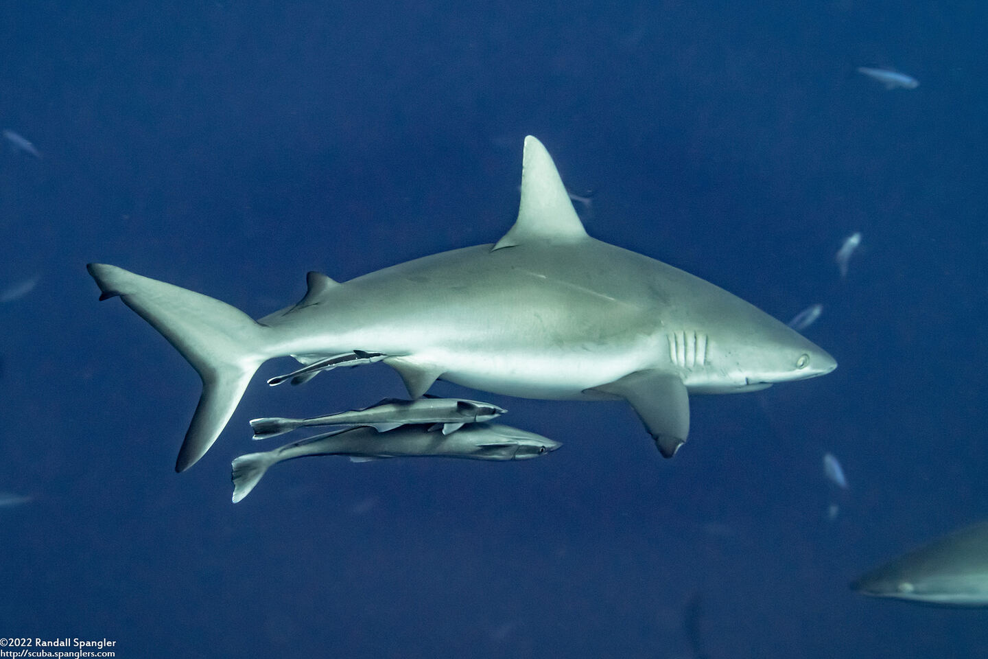 Carcharhinus amblyrhynchos (Gray Reef Shark)
