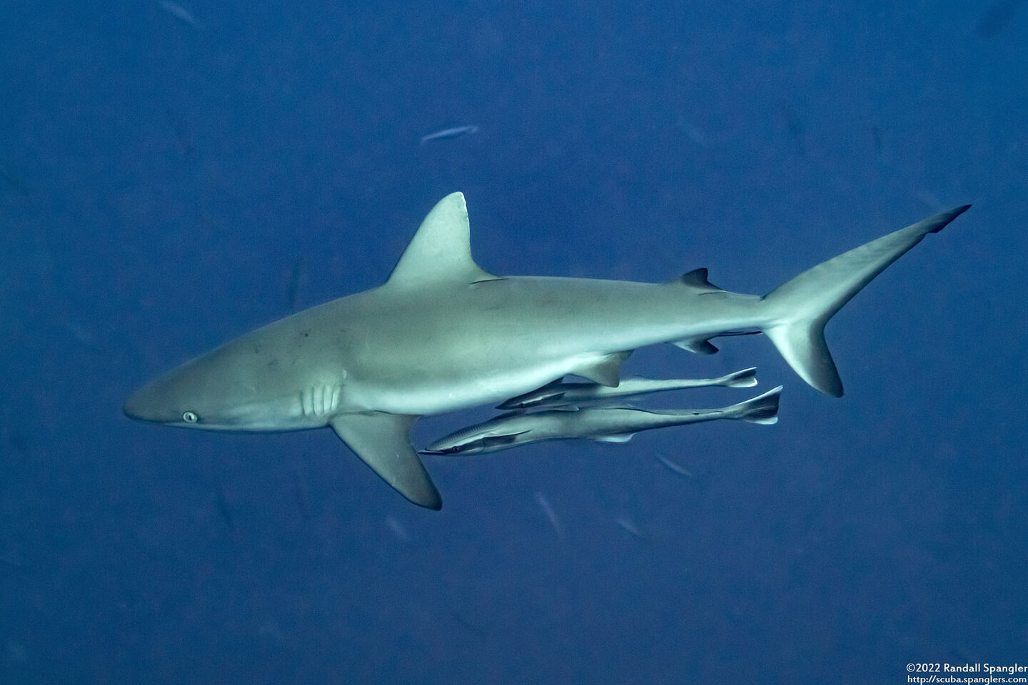 Carcharhinus amblyrhynchos (Gray Reef Shark)
