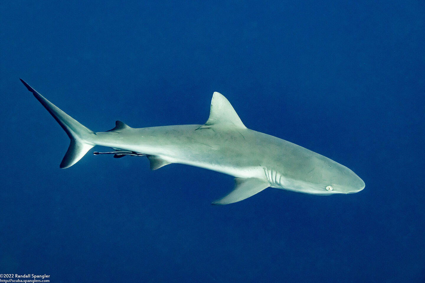 Carcharhinus amblyrhynchos (Gray Reef Shark)
