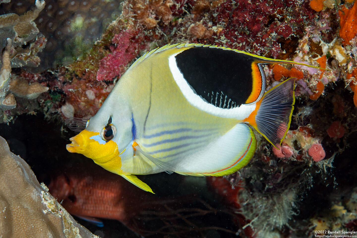 Chaetodon ephippium (Saddled Butterflyfish)