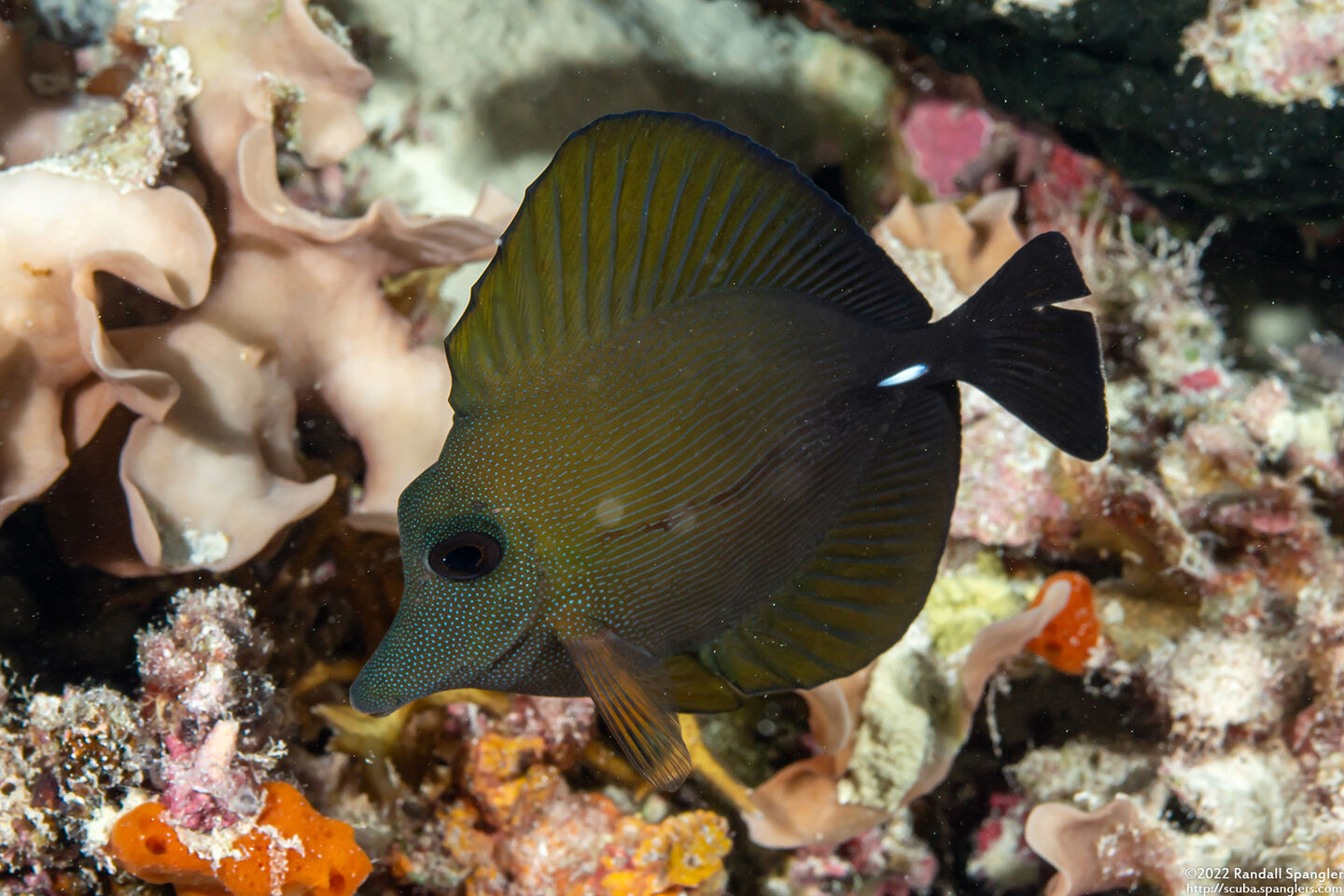 Zebrasoma scopas (Brushtail Tang)