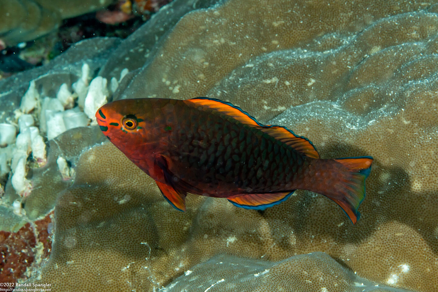Scarus niger (Dusky Parrotfish)
