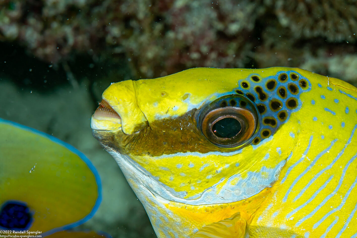 Siganus puellus (Masked Rabbitfish); Close-up of teeth