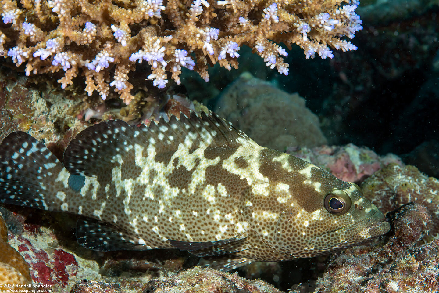 Epinephelus polyphekadion (Camouflage Grouper)