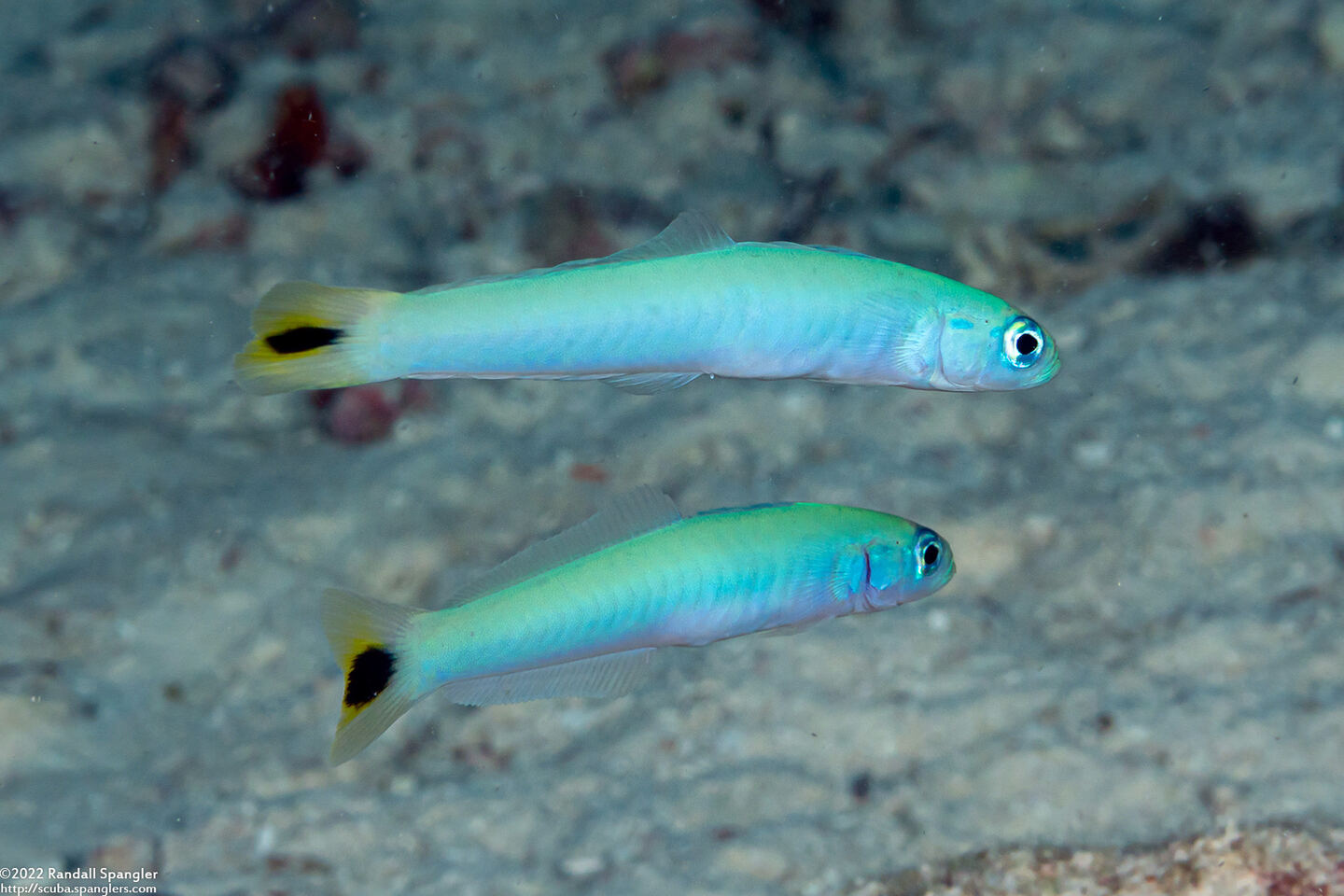 Ptereleotris heteroptera (Spottail Dartfish)