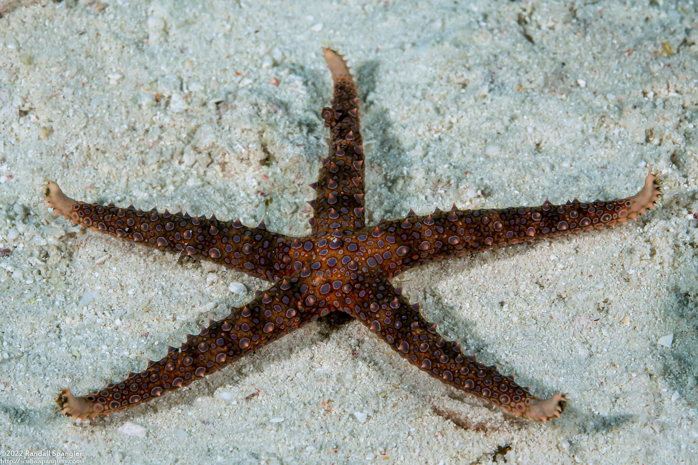 Gomophia egyptiaca (Egyptian Sea Star)