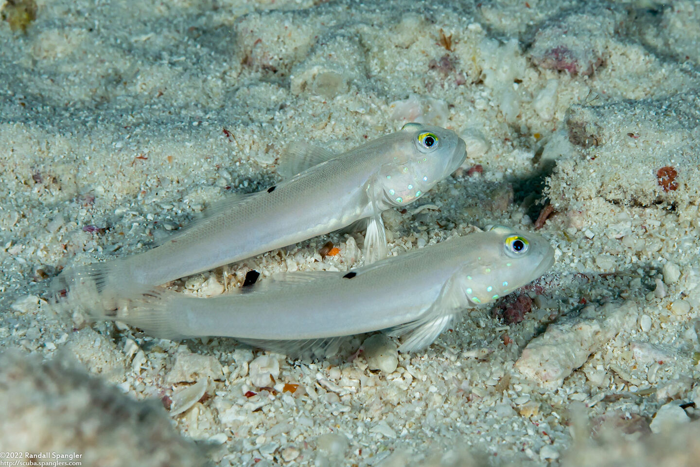 Valenciennea sexguttata (Sixspot Goby)