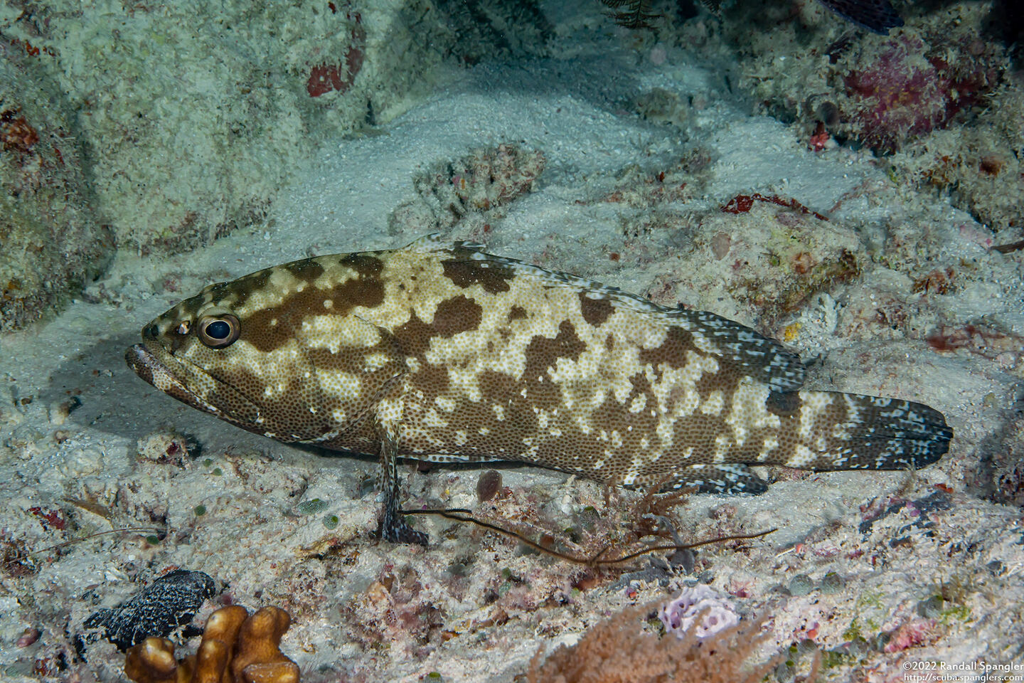 Epinephelus polyphekadion (Camouflage Grouper)