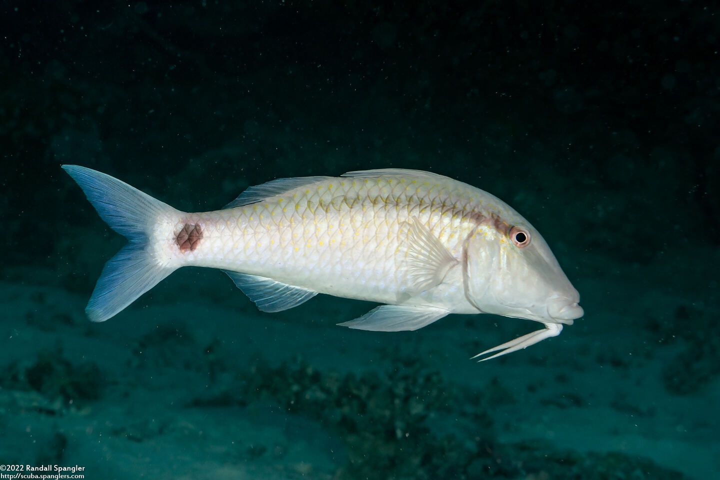 Parupeneus barberinus (Dash-Dot Goatfish)