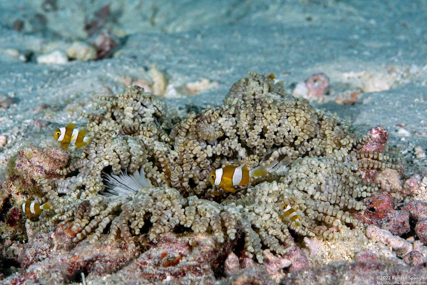 Amphiprion clarkii (Clark's Anemonefish)