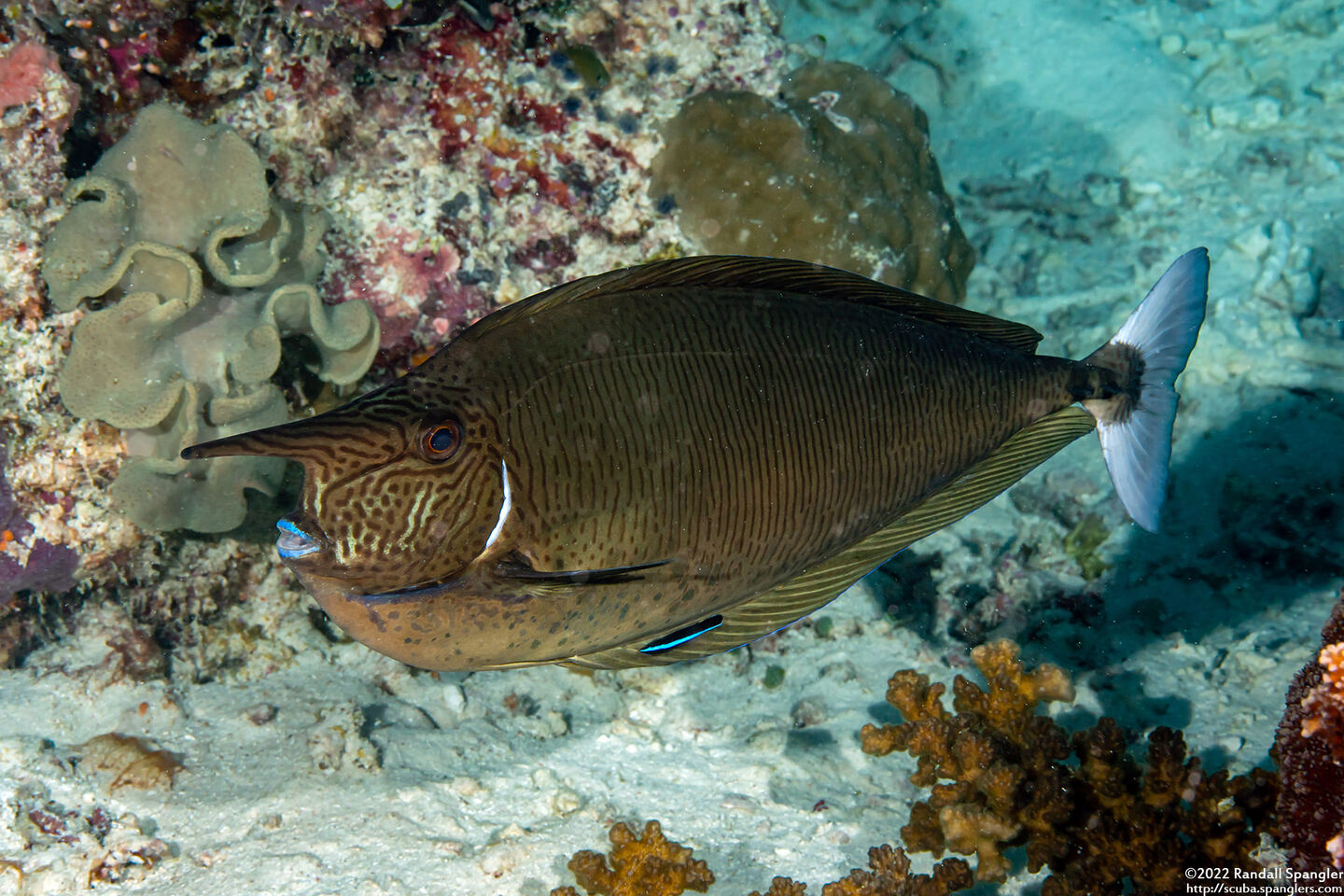 Naso brevirostris (Paletail Unicornfish)