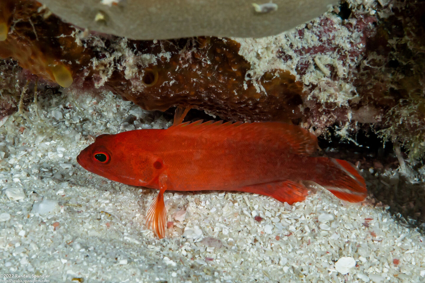 Cephalopholis urodeta (Flagtail Grouper)