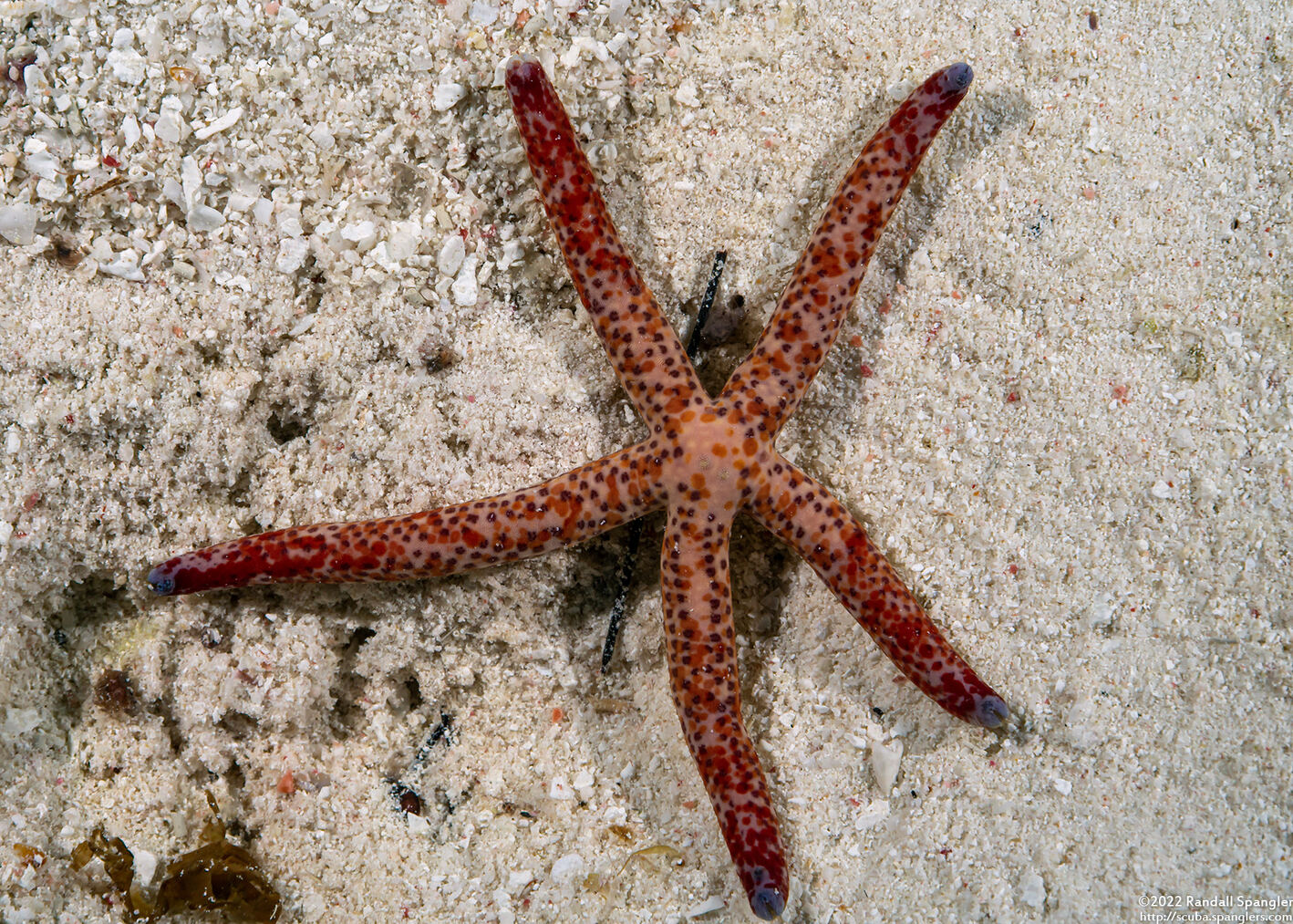 Linckia multifora (Multipore Sea Star)