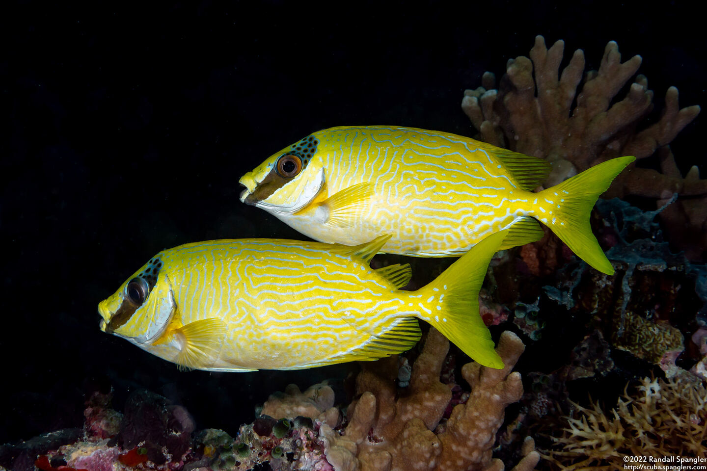 Siganus puellus (Masked Rabbitfish)