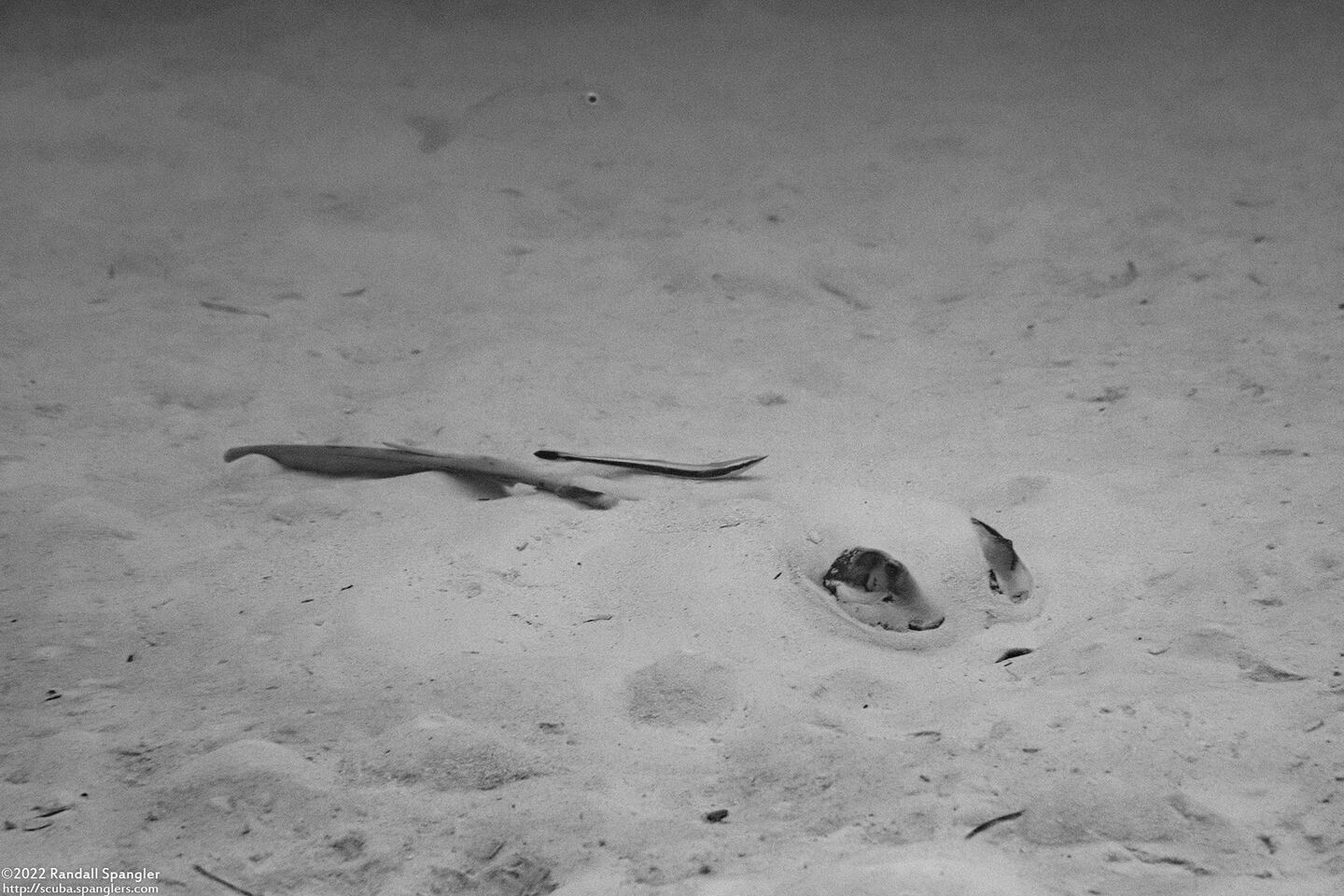Pastinachus sephen (Cowtail Stingray)