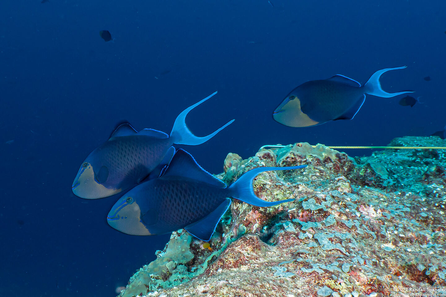 Odonus niger (Redtooth Triggerfish)