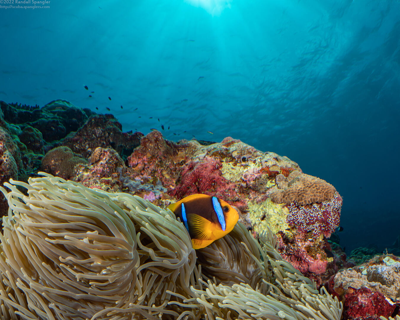 Amphiprion chrysopterus (Orangefin Anemonefish)