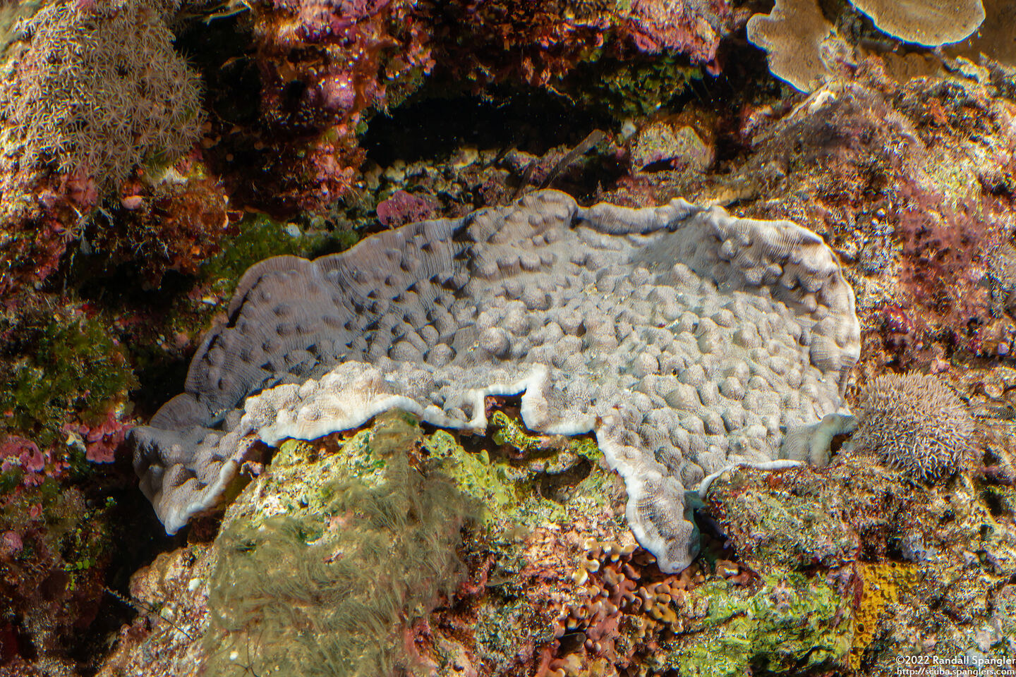 Mycedium elephantotus (Green Eyed Cup Coral)
