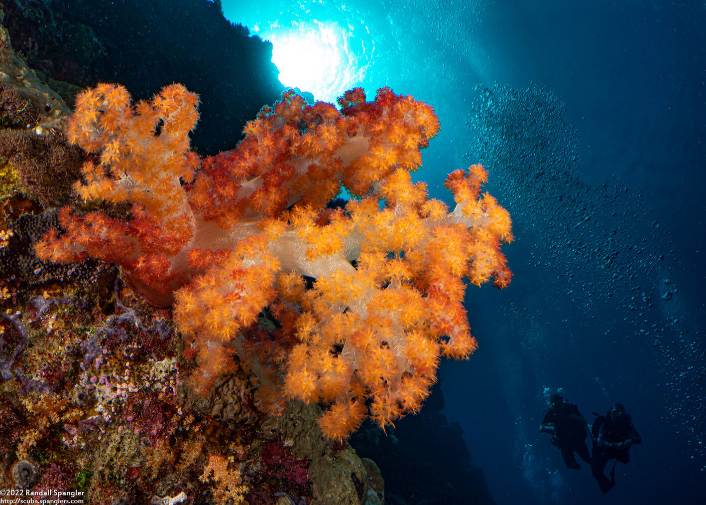 Dendronephthya sp.1 (Dendronephthya)