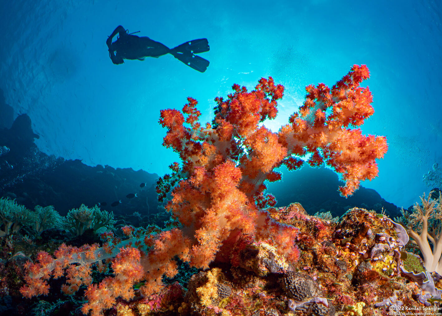 Dendronephthya sp.1 (Dendronephthya)