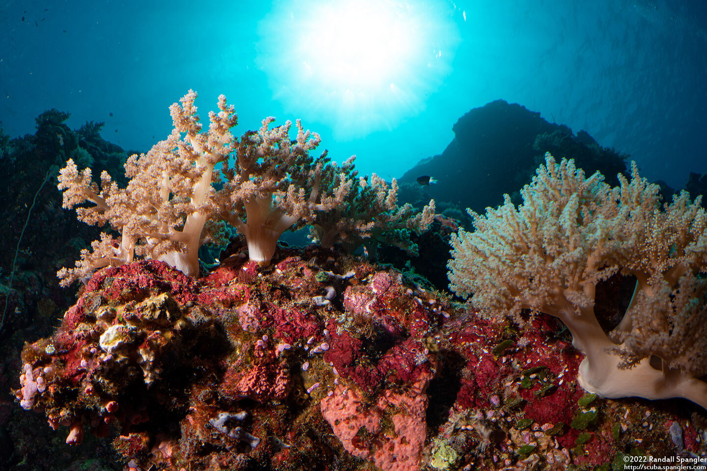 Litophyton arboreum (Litophyton Arboreum)