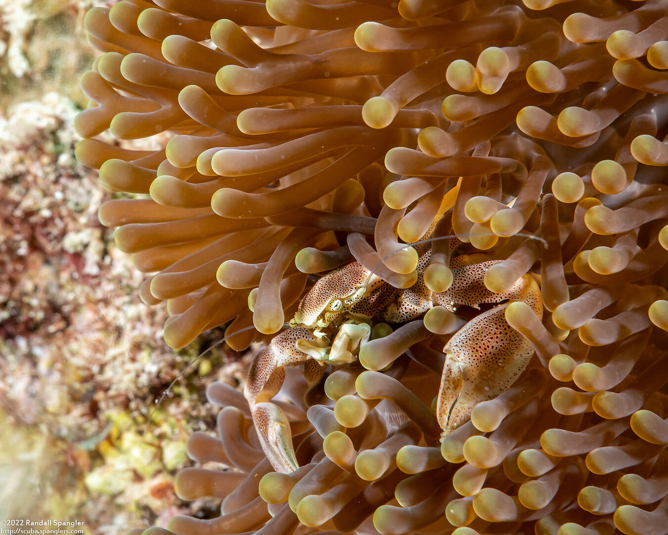 Neopetrolisthes maculatus (Spotted Porcelain Crab)