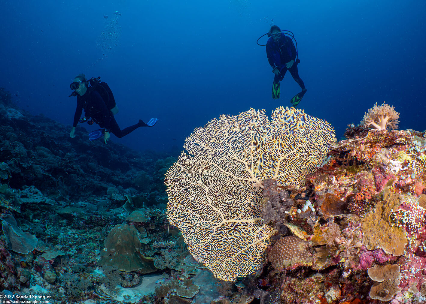 Annella mollis (Giant Sea Fan)