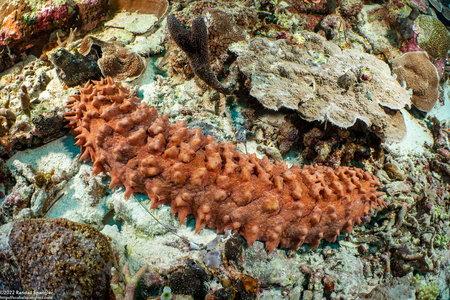 Thelenota ananas (Pineapple Sea Cucumber)