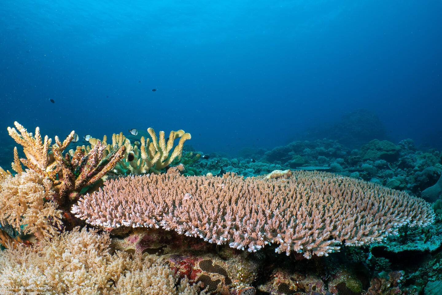 Acropora cytherea (Table Coral)