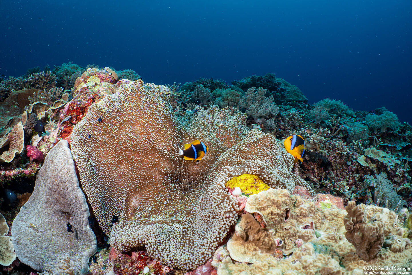 Stichodactyla mertensii (Merten's Carpet Anemone)