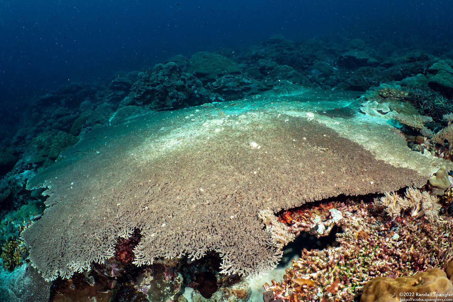 Acropora cytherea (Table Coral)
