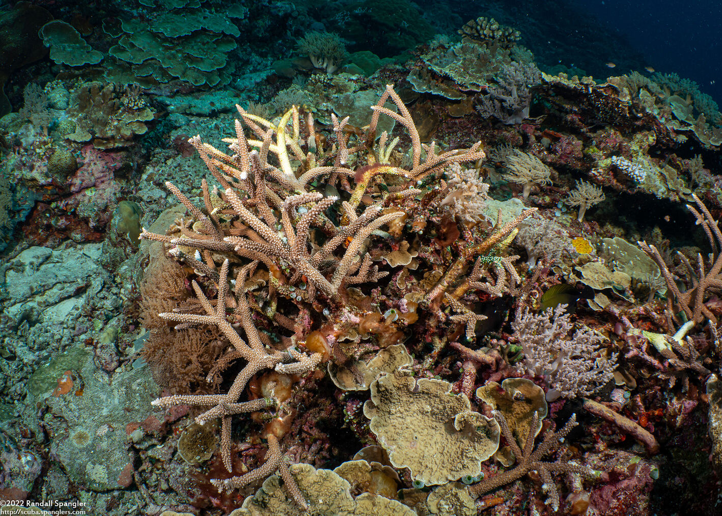 Acropora muricata (Common Staghorn Coral)