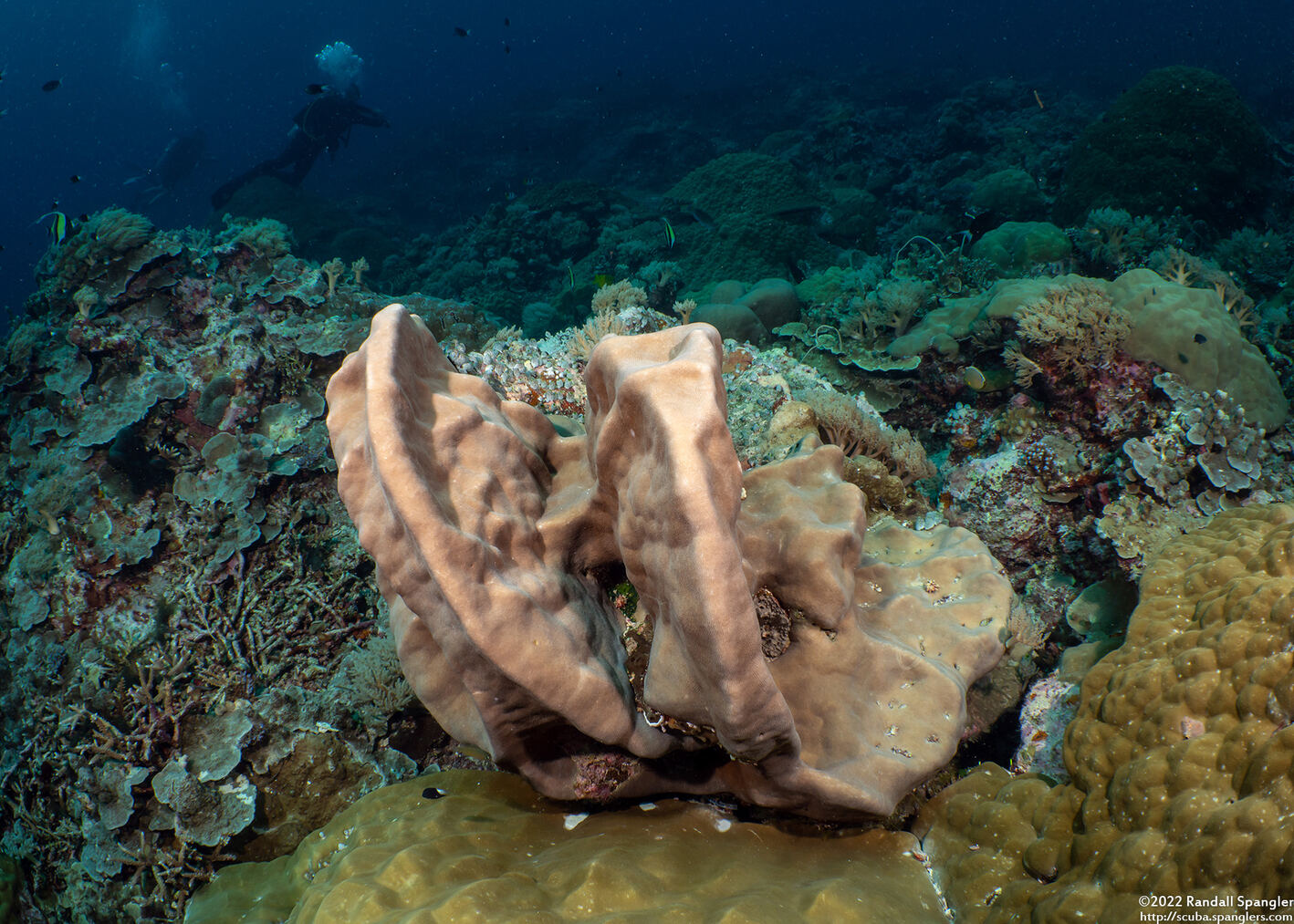 Porites sp.1 (Porites sp.1)