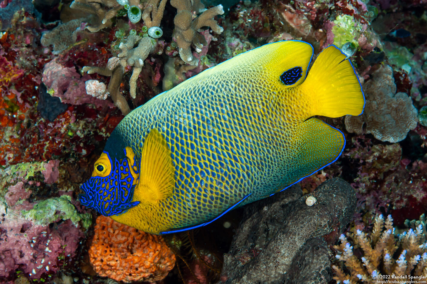 Pomacanthus xanthometopon (Yellow-Mask Angelfish)