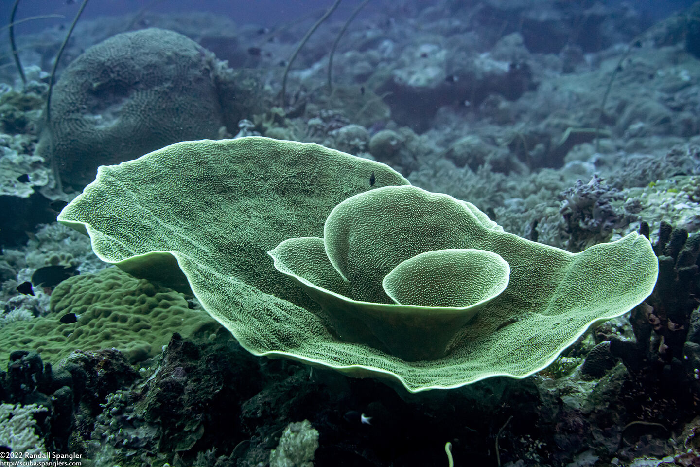 Turbinaria sp.1 (Turbinaria sp.1)