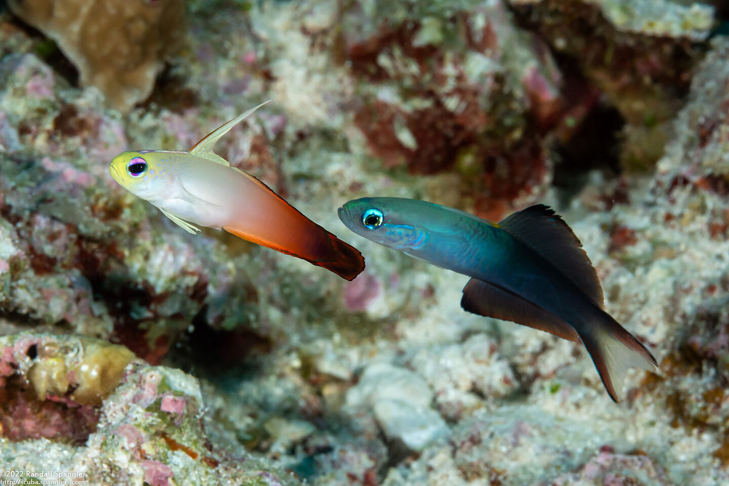 Nemateleotris magnifica (Fire Dartfish)