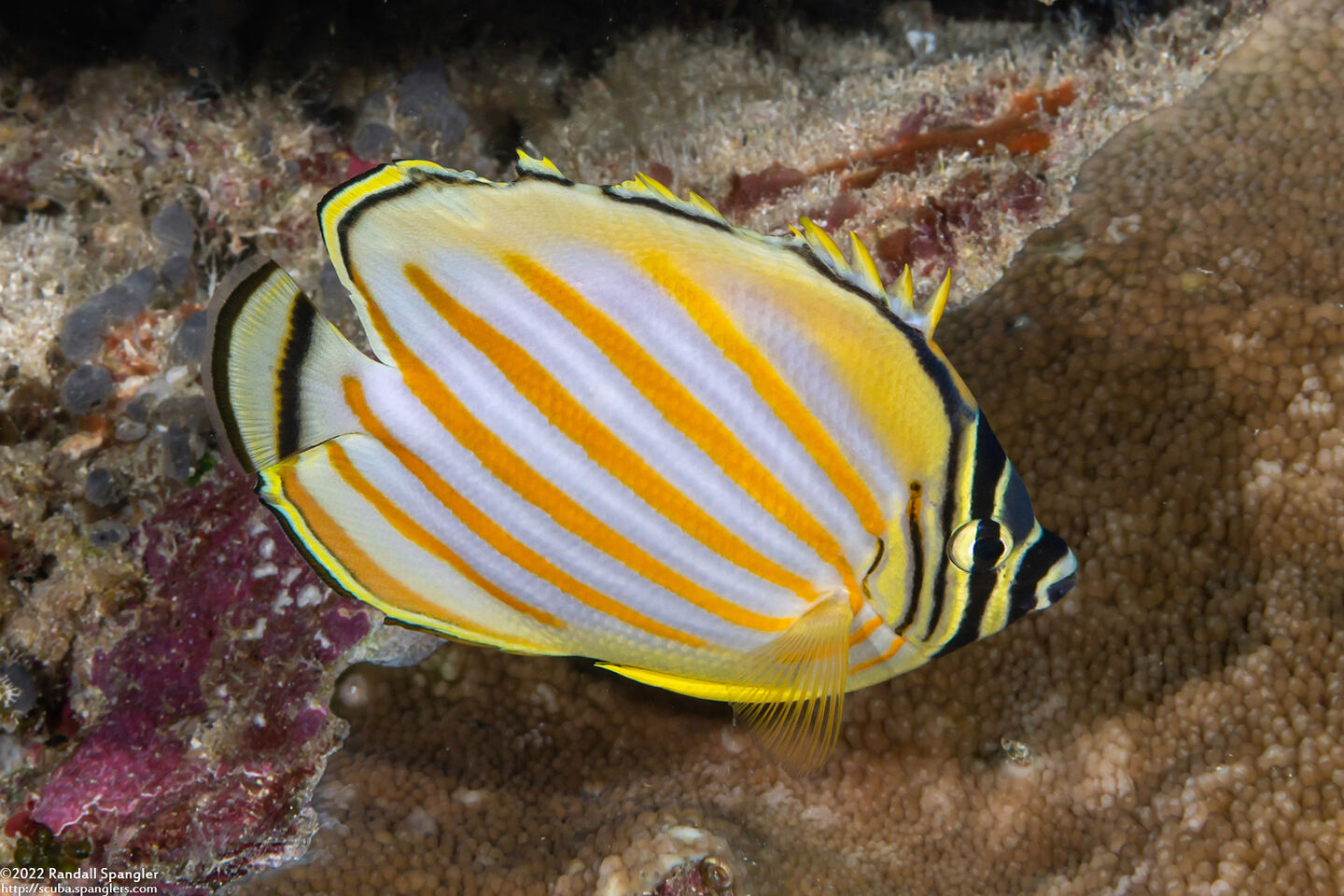 Chaetodon ornatissimus (Ornate Butterflyfish)