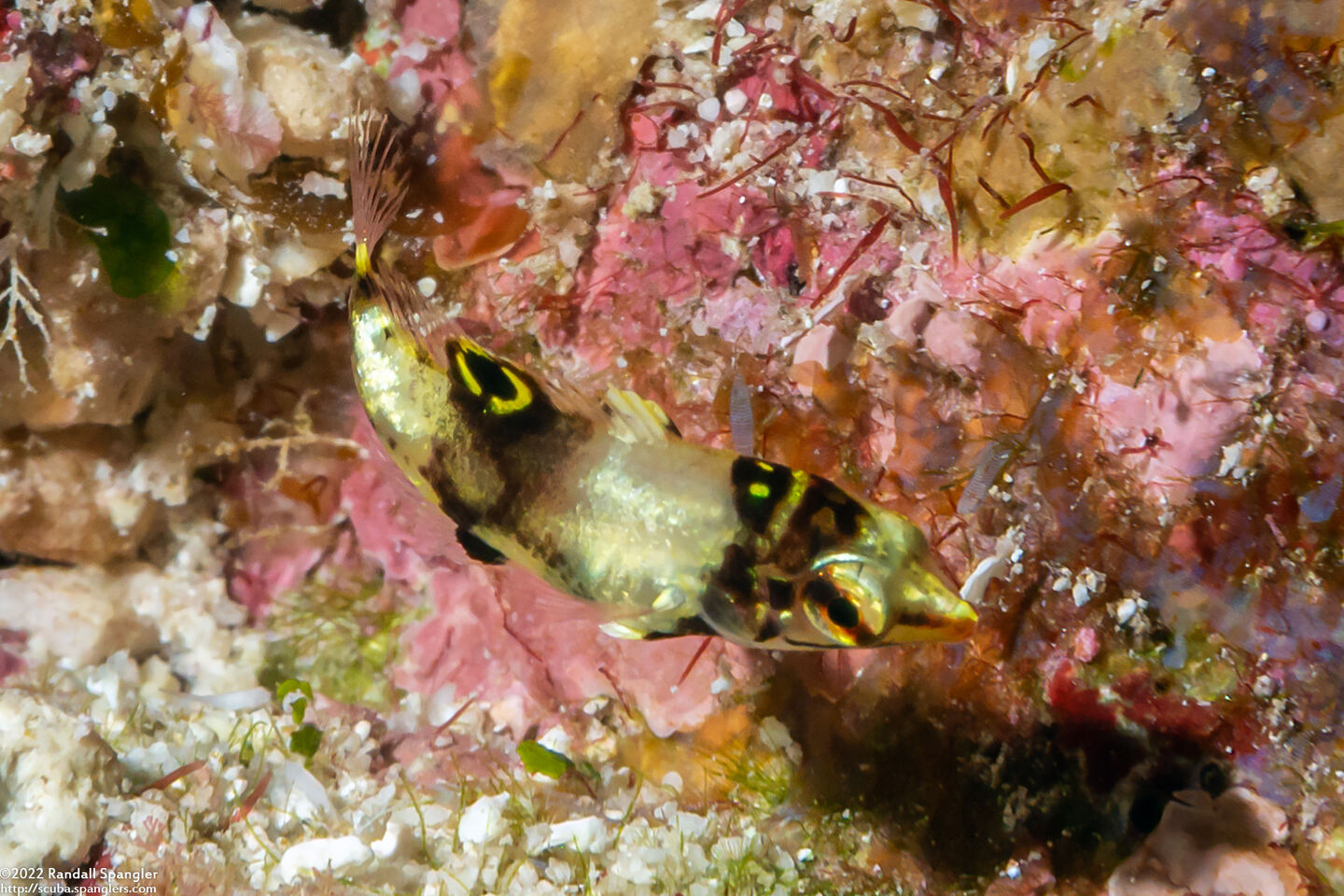 Halichoeres hortulanus (Checkerboard Wrasse)