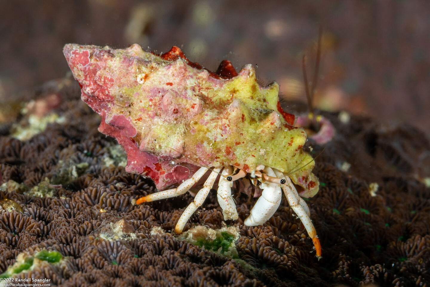 Calcinus minutus (White Hermit Crab)