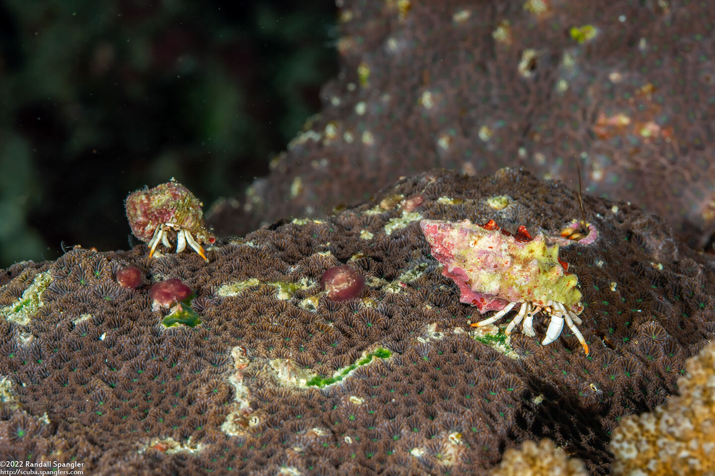Calcinus minutus (White Hermit Crab)