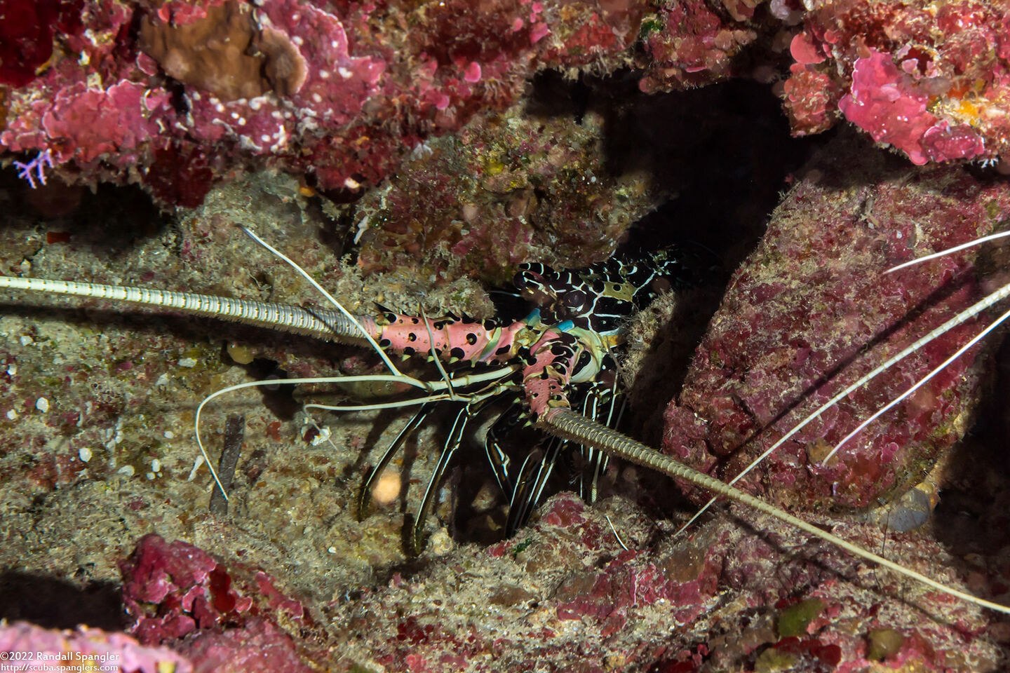 Panulirus versicolor (Painted Spiny Lobster)