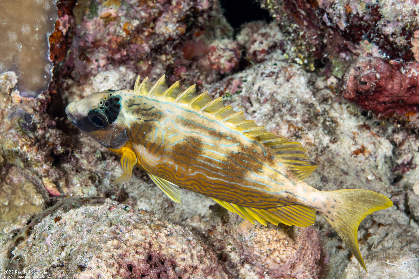 Siganus puellus (Masked Rabbitfish)