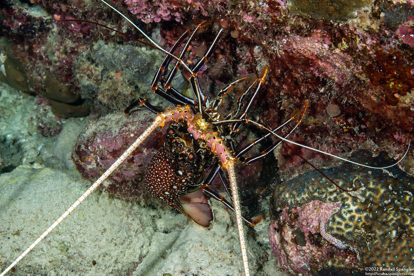 Panulirus versicolor (Painted Spiny Lobster)