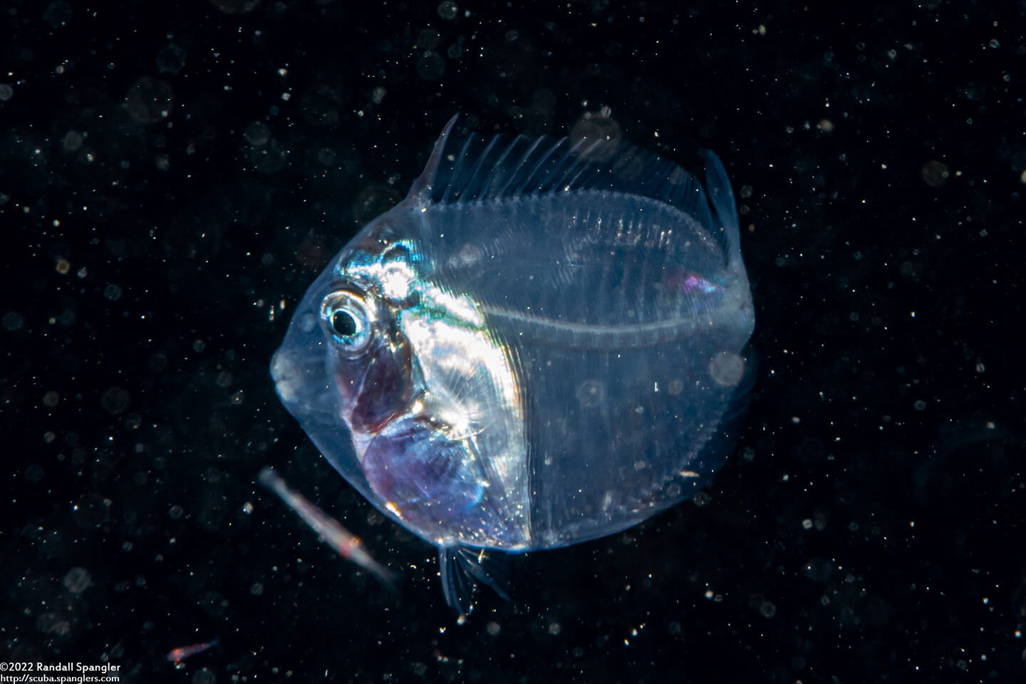 Acanthurus sp.1 (Larval Surgeonfish)