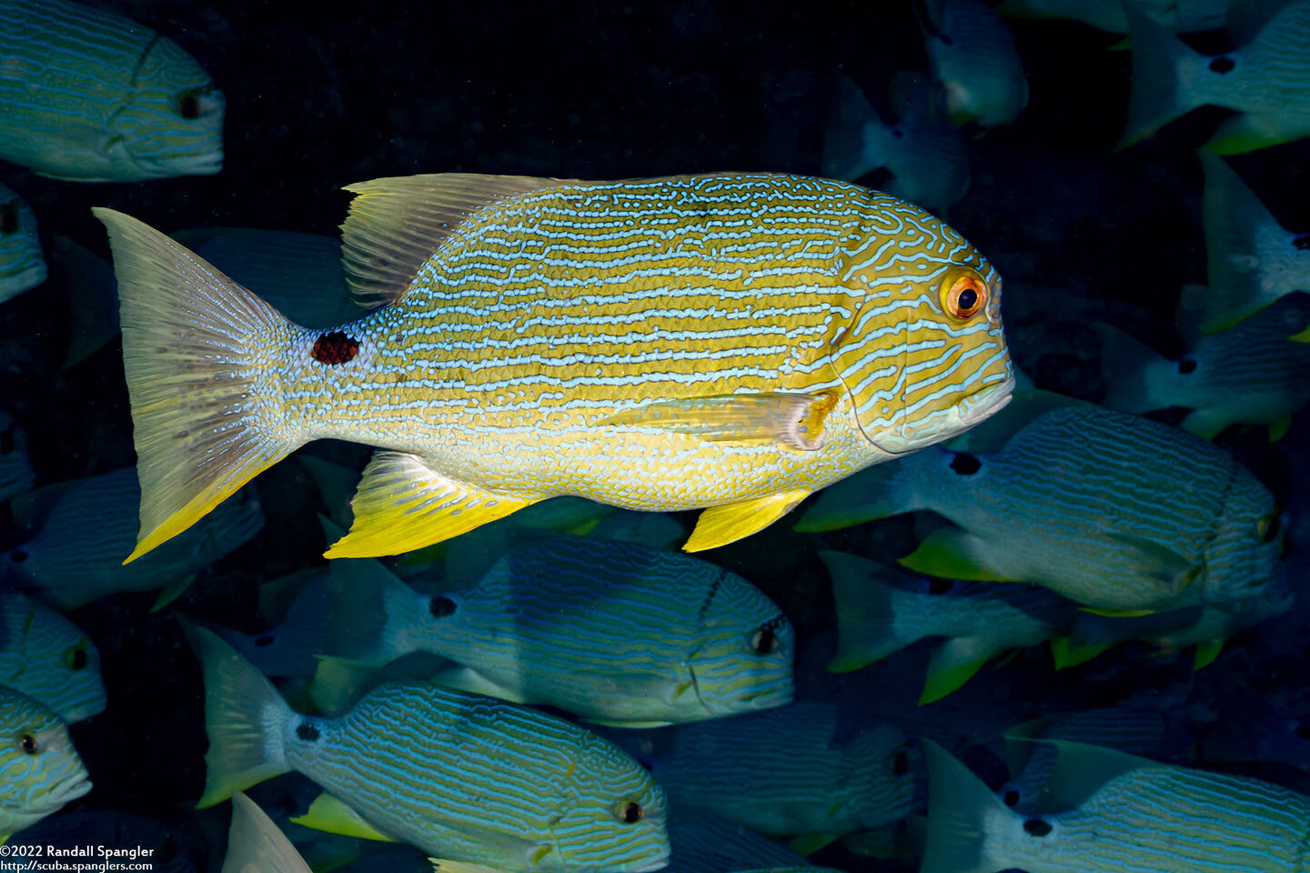 Symphorichthys spilurus (Sailfin Snapper)