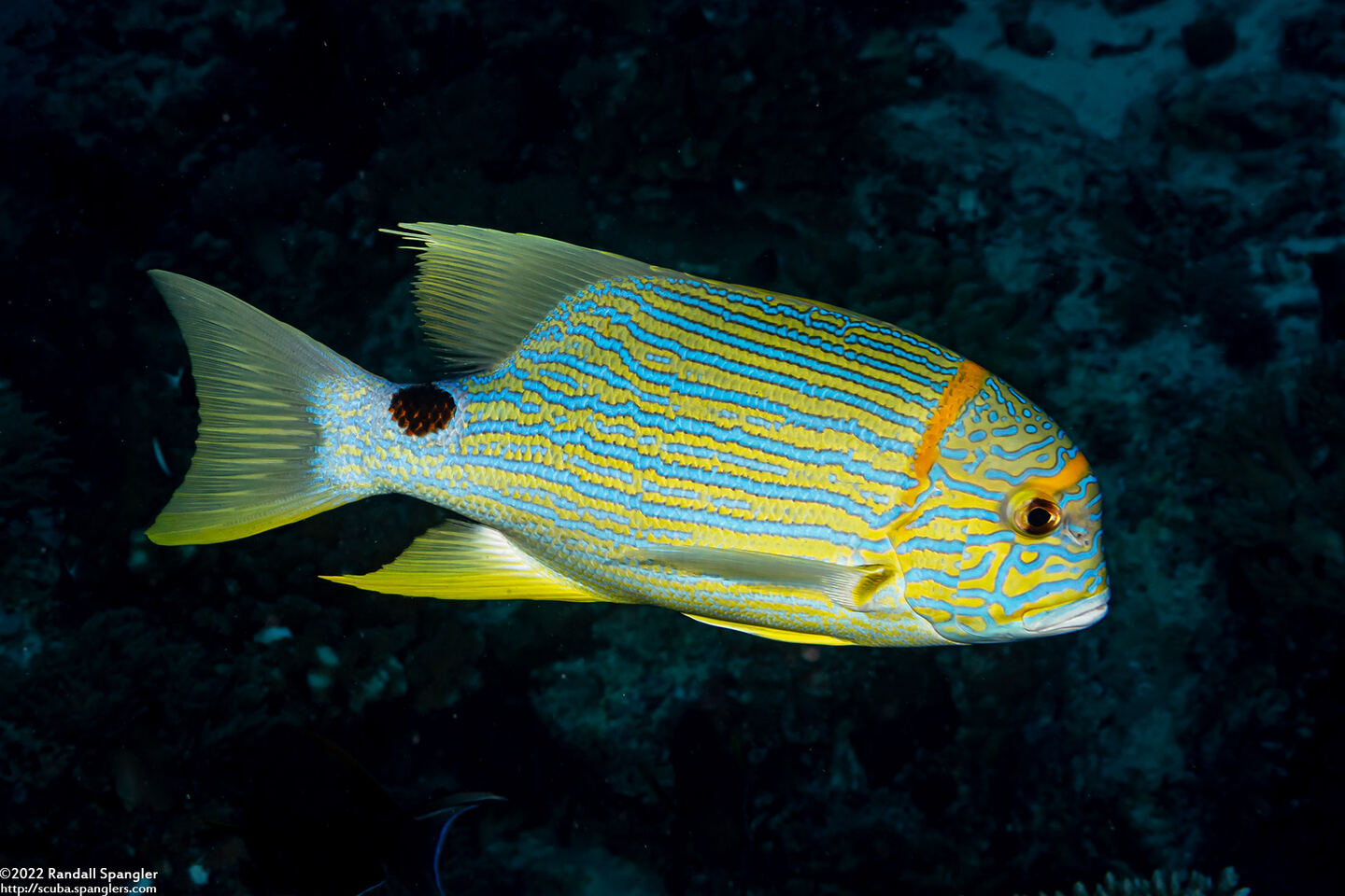 Symphorichthys spilurus (Sailfin Snapper)